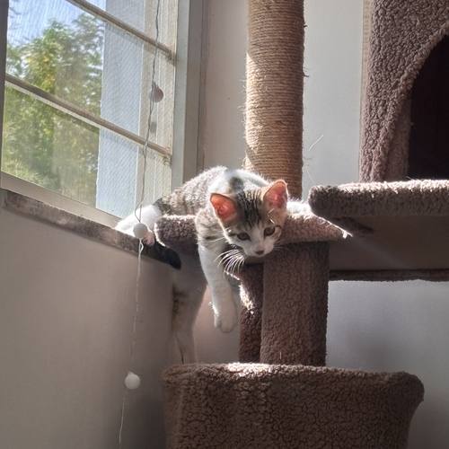 Nap number four